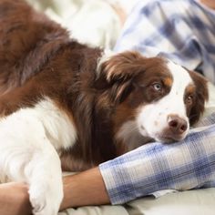 a brown and white dog laying on top of a bed next to a persons arm