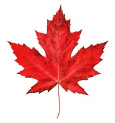 a red maple leaf on a white background