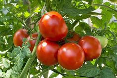 tomatoes growing on the vine with green leaves