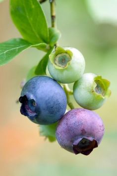 some blueberries are growing on a tree branch