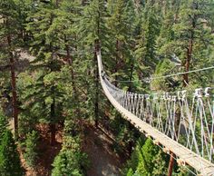 a suspension bridge in the middle of a forest