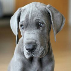 a gray dog sitting on top of a wooden floor