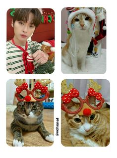 four pictures of cats wearing christmas hats and reindeer antlers on their ears, one cat with a red noseband and the other in santa's hat