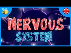 the words nervous system are in front of a blue background with an image of a bee