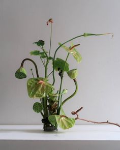 a vase filled with lots of green plants on top of a white table next to a wall