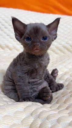 a small gray kitten sitting on top of a bed