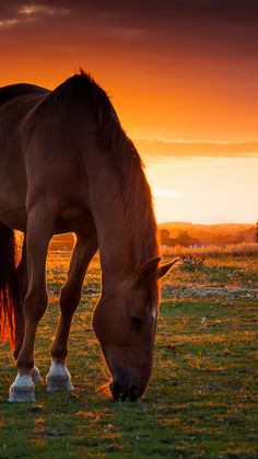 a brown horse grazing on grass at sunset