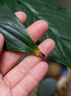 a person holding a green leaf in their hand