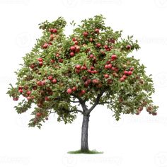 an apple tree with red apples on it's leaves and green foliage in front of a white background