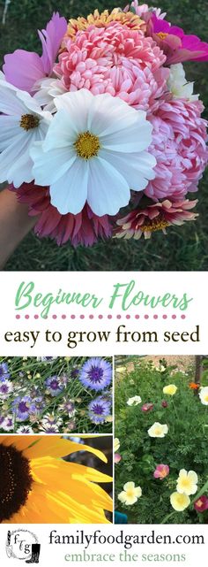 an image of flowers with the title, beginner flower garden easy to grow from seed