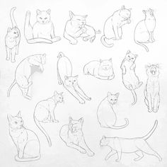 Cat, cats, kittens,procreate, drawing,painting, digital art, animals, feline, pose, positions, learn, illustration, stamps Ghibli Tattoo, Cats Art Drawing, The Cat Returns, Cat Anatomy, Arte Van Gogh, Cat Pose, Small Drawings