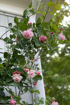 pink roses growing on the side of a house