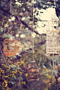 three bird cages hanging from the branches of trees