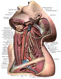 head and neck human anatomy art diagram chart png jpg clipart digital instant download medical anatomy printable Basic Anatomy And Physiology, Diagram Chart, Human Body Anatomy, Old Plates, Human Anatomy Art, Medical Anatomy, Vintage Medical, Body Anatomy, Antique Illustration