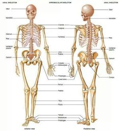 the skeleton and its major bones are labeled in two different sections, including the upper and lower limbs