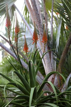 some very pretty red flowers by some palm trees