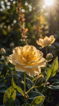 the sun shines brightly behind two yellow flowers