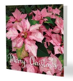 a christmas card with pink poinsettias and green leaves