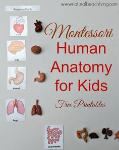 montessori human anatomy for kids free printables on the back of a refrigerator