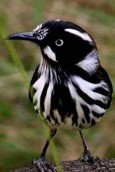 a black and white bird sitting on top of a tree branch with grass in the background