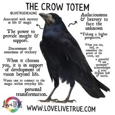 the crow totem is shown with an explanation