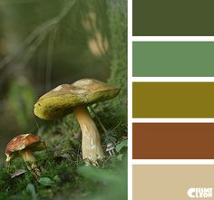 two mushrooms in the forest with green and brown colors palettes for color swatches