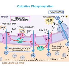 the diagram shows how oxygen is added to an oxidative phospheration