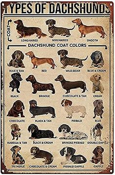 a poster with different types of dachshund dogs