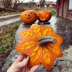 a hand holding an orange flower next to two carved pumpkins