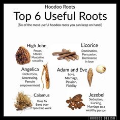 the top 6 useful root roots