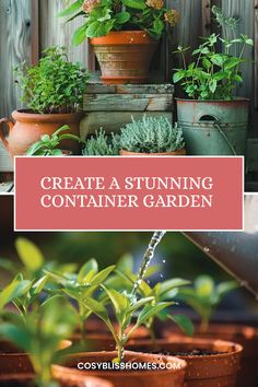 Create a stunning container garden with vibrant plants and stylish pots. Discover careful planning and nurturing tips in this beautiful dual image pin. Container Garden, Perfect Plants, Small Balcony