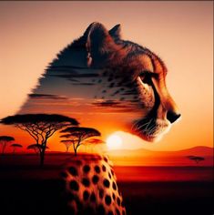 a cheetah is staring at the sunset with trees in the backgroud