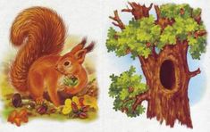 an image of squirrels in the forest