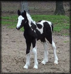 a small black and white horse standing in the middle of a dirt field next to a tree