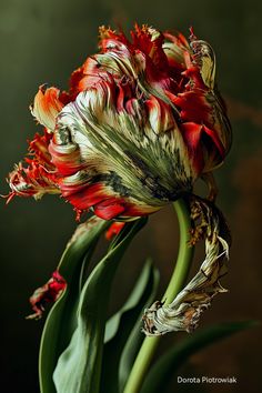 Dorota Piotrowiak Parrot Tulip, Iris Painting, Parrot Tulips, Flower Meanings, Iphone Background Images, Color Pencil Art, Garden Trees, Arte Floral, Natural Forms