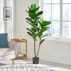 a large potted plant in a living room