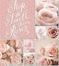 a collage of pink roses with the words shop and smell the roses