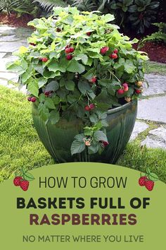 a large potted plant with strawberries in it and the words how to grow baskets full of raspberries no matter where you live