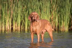 a brown dog standing in the water next to tall green grass and reeds,