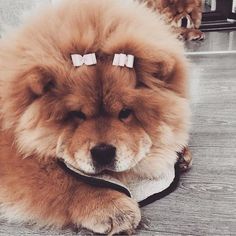 a fluffy brown dog laying on top of a wooden floor