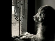 a dog sitting in front of a glass door looking out at the outside with words written on it