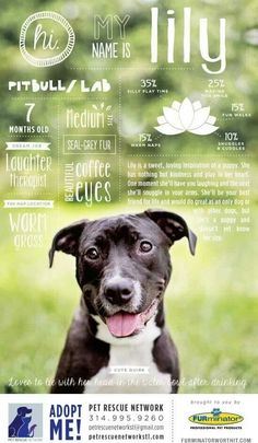 a black and white dog sitting on top of a grass covered field next to trees