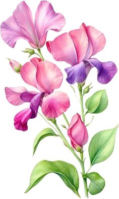 a painting of pink and purple flowers with green leaves