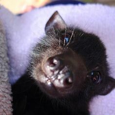 a small black animal laying on top of a purple blanket with it's eyes open