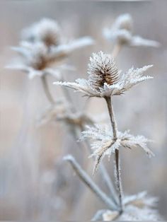 some very pretty flowers covered in ice and snow on the stems with small leaves growing out of them