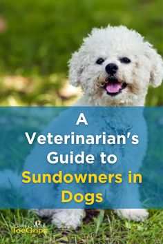 Sundowners in dogs is a common problem for our grey-muzzled companions. To help shed some light on this condition, integrative veterinarian Dr. Julie Buzby discusses the cause, symptoms, diagnosis, and treatment for sundowners in dogs. Plus, she provides a variety of practical ways to calm a dog with sundowners so you both can get more sleep. Cognitive Dysfunction, Dr Julie, Get More Sleep, More Sleep, Service Dog, Dog Parents