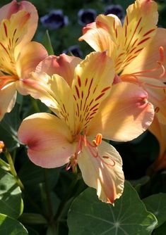 yellow and red flowers with green leaves in the foreground