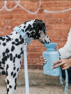 a dalmatian dog is drinking out of a blue water bottle while standing next to a brick wall