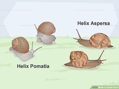 the different types of snails that can be seen in this image