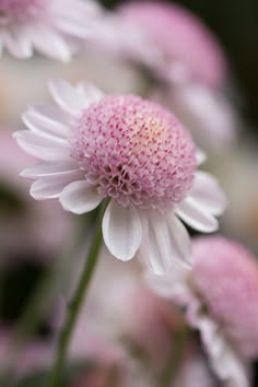 some pink and white flowers are blooming together